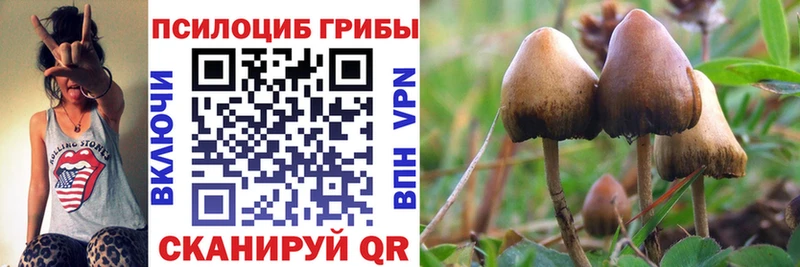 Галлюциногенные грибы Psilocybine cubensis  Купить закладки  Сосновка 